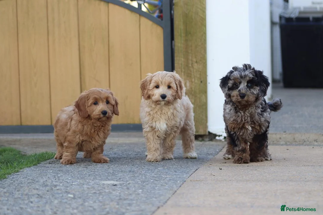 Cavapoochon dogs for sale: Beautiful Cavapoochon puppies for sale - Advert 1