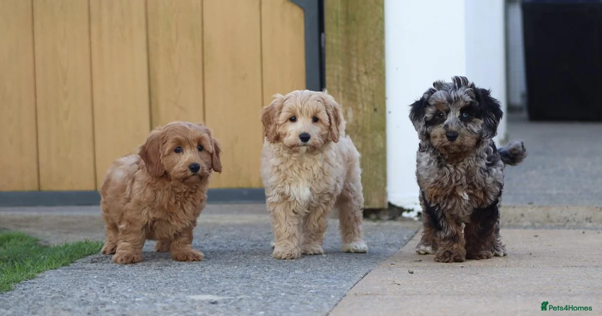 Black/color Cavapoo Black cat pet Cavapoochon Puppies for sale | Pets4Homes