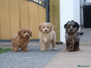 Black/color Cavapoo Black cat pet Cavapoochon Puppies for sale | Pets4Homes