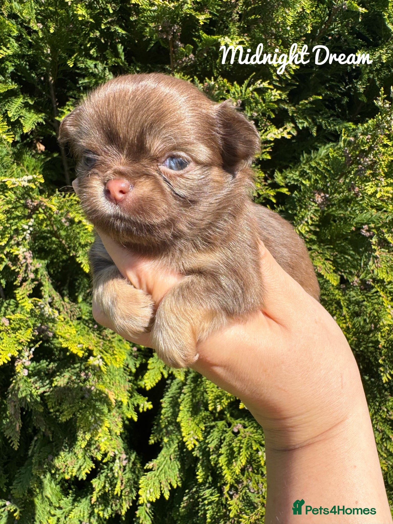 Chihuahua dogs KC chocolate and lilac long coat quality puppies  - Advert 2