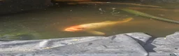 Koi Carp fish for sale: Mix of koi carp/sturgeon and tench for sale in Leeds - Advert 9