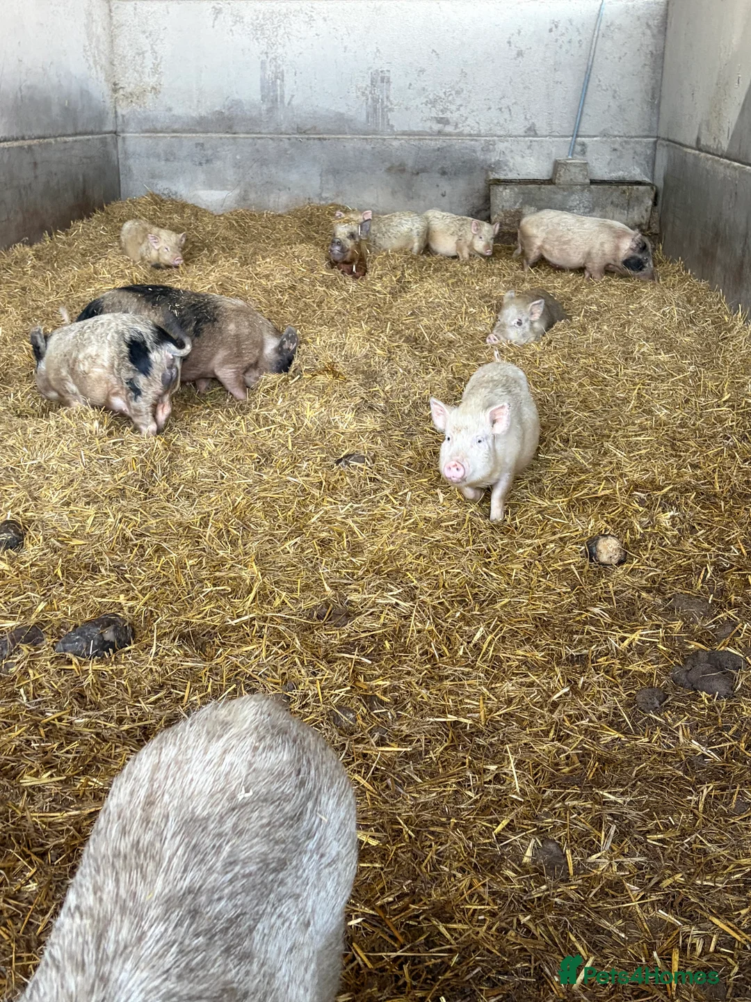 Pig livestock for sale: True Juliana micro pigs  - Advert 2