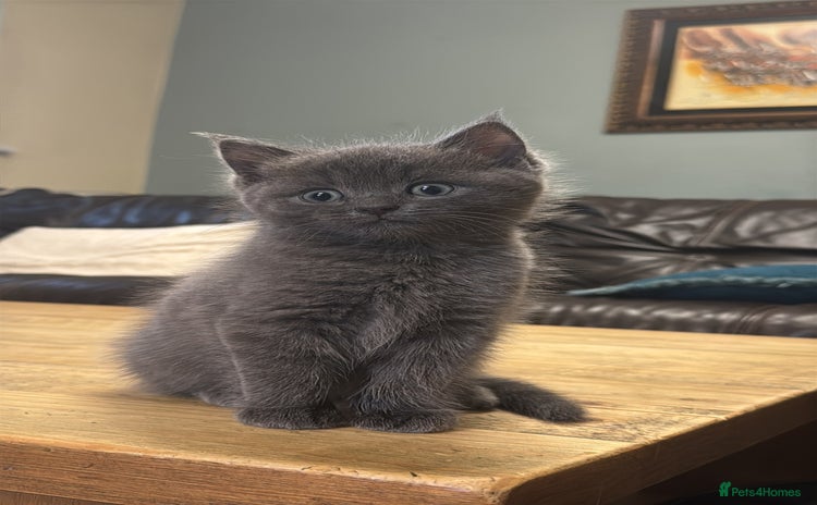 Mixed Breed cats - Advert 4