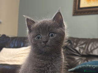 Mixed Breed cats - Advert 20