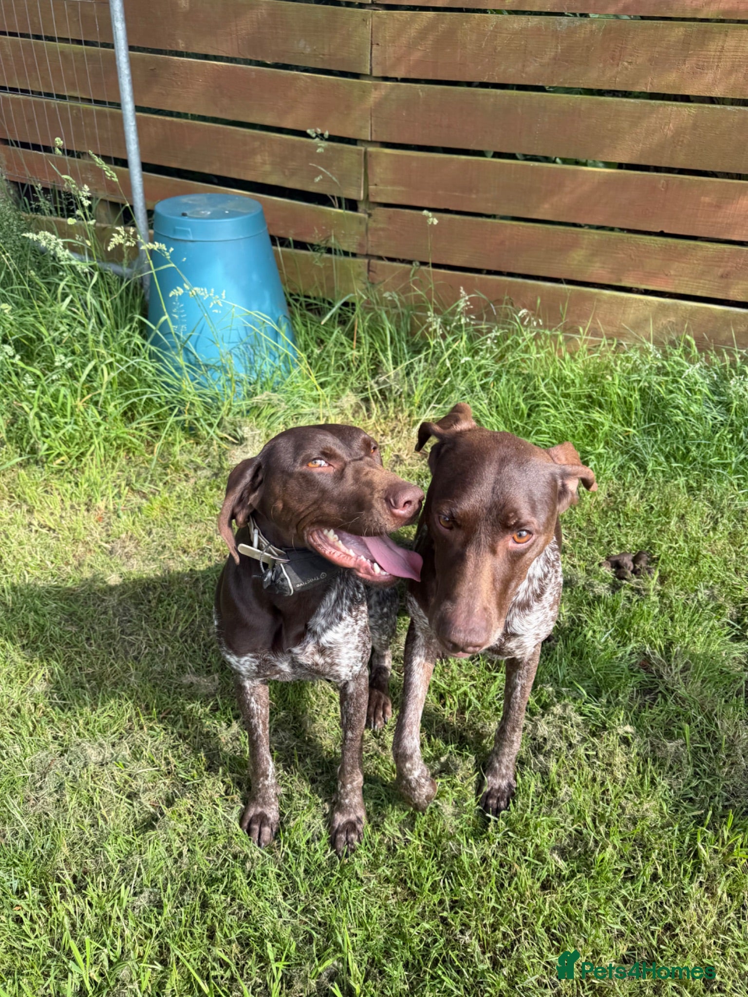 German Shorthaired Pointer dogs Exceptional Young Dog Loving Family/ Working Home - Advert 1
