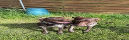 German Shorthaired Pointer dogs for sale: Exceptional Young Dog Loving Family/ Working Home - Advert 1