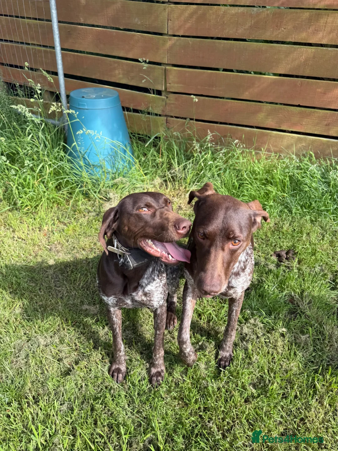 German Shorthaired Pointer dogs for sale: Exceptional Young Dog Loving Family/ Working Home - Advert 1