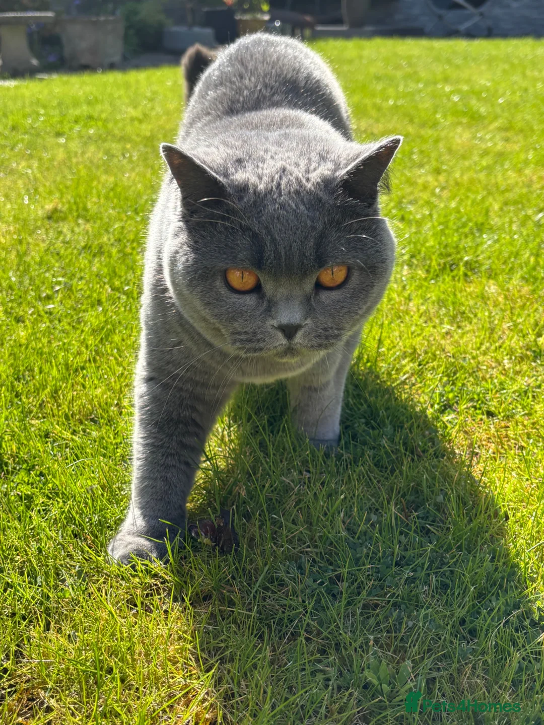 British Shorthair cats for sale: British Shorthair Female 3 yrs old - Advert 2