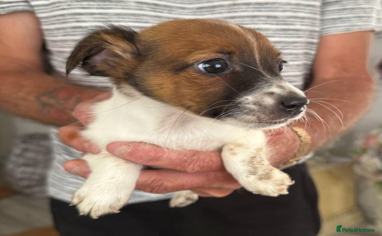 Jack Russell dogs - Advert 13