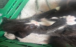 Mixed Breed cats for sale: 4 adorable kitten for sale💕 - Image 4
