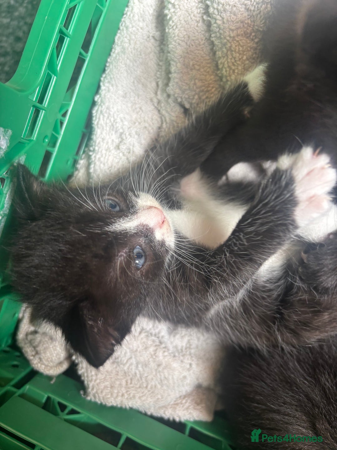 Mixed Breed cats for sale: 4 adorable kitten for sale💕 - Image 4