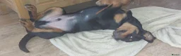 Rottweiler dogs for sale: IVOR KC REG ROTTWEILER PUP - Advert 19