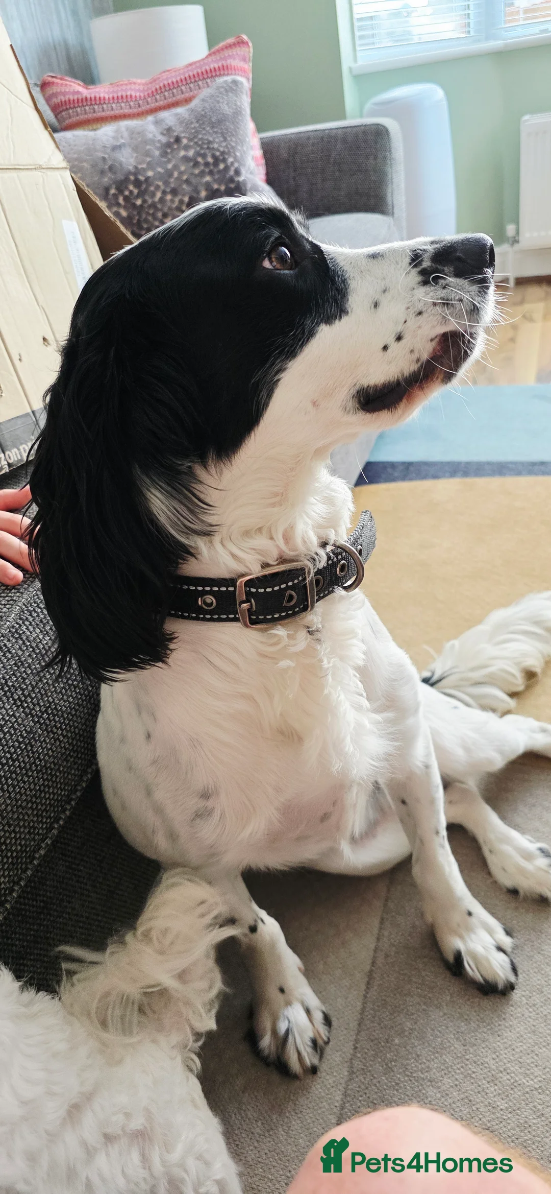 English Springer Spaniel dogs for sale: MEET ARLO (English Springer) 2 years old - Advert 3