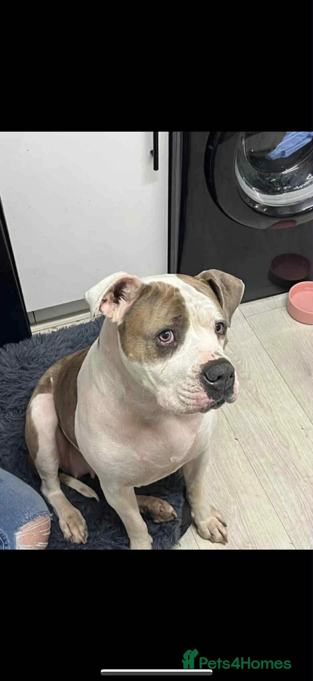American Bulldog dogs for sale: American Bulldog  in Bedworth - Advert 1