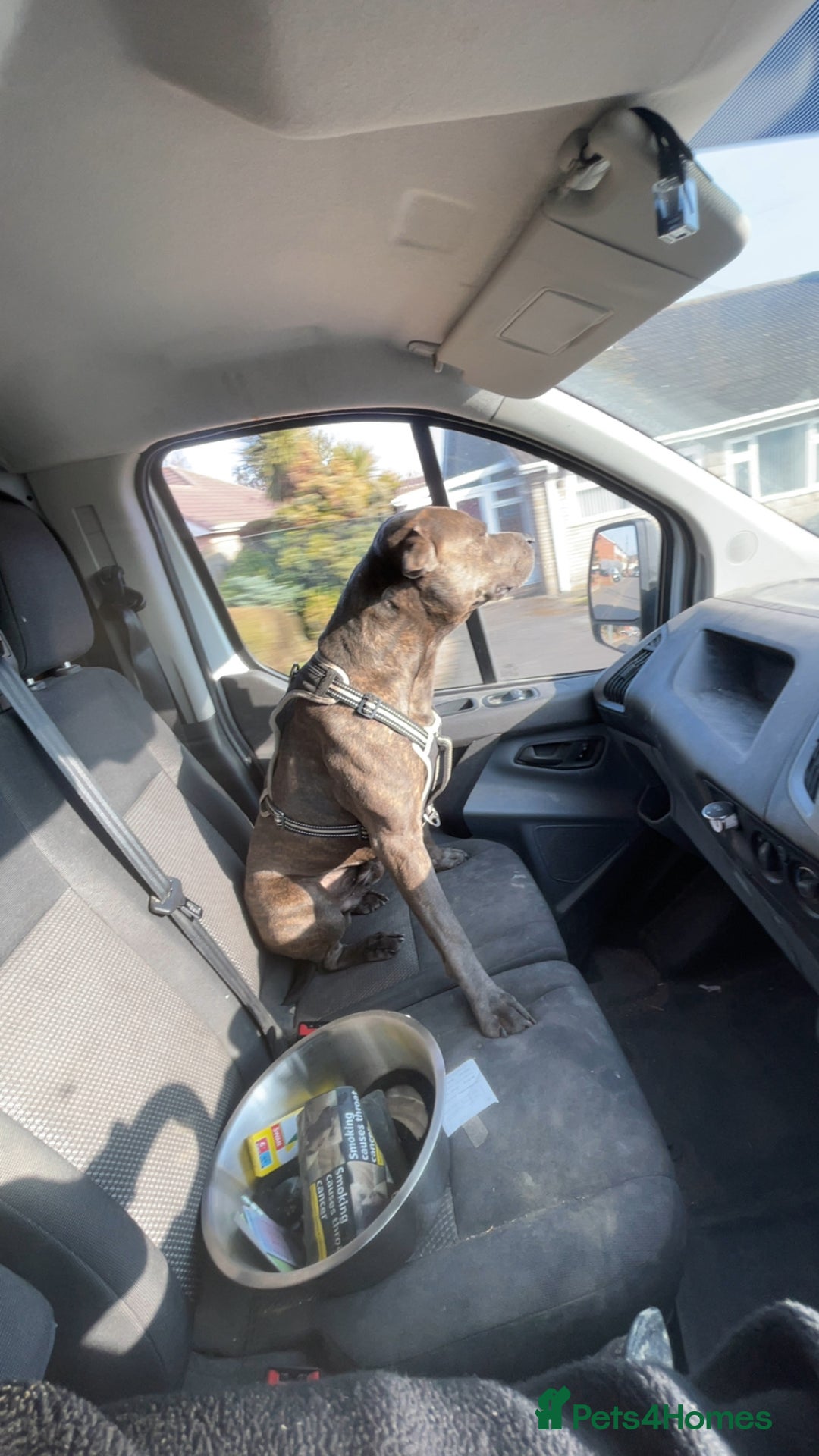 Mixed Breed dogs for sale: Staff for sale  - Image 4