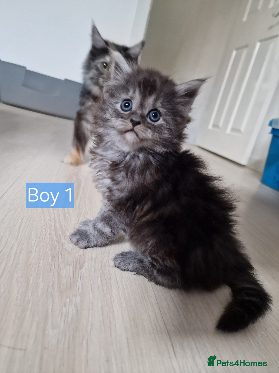 Maine Coon cats for sale: 4 mainecoon kittens looking for home in Bury - Advert 5