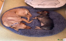 Miniature Dachshund dogs for stud: Looking for wife! Mini Wirehaired Dachshund - Image 13
