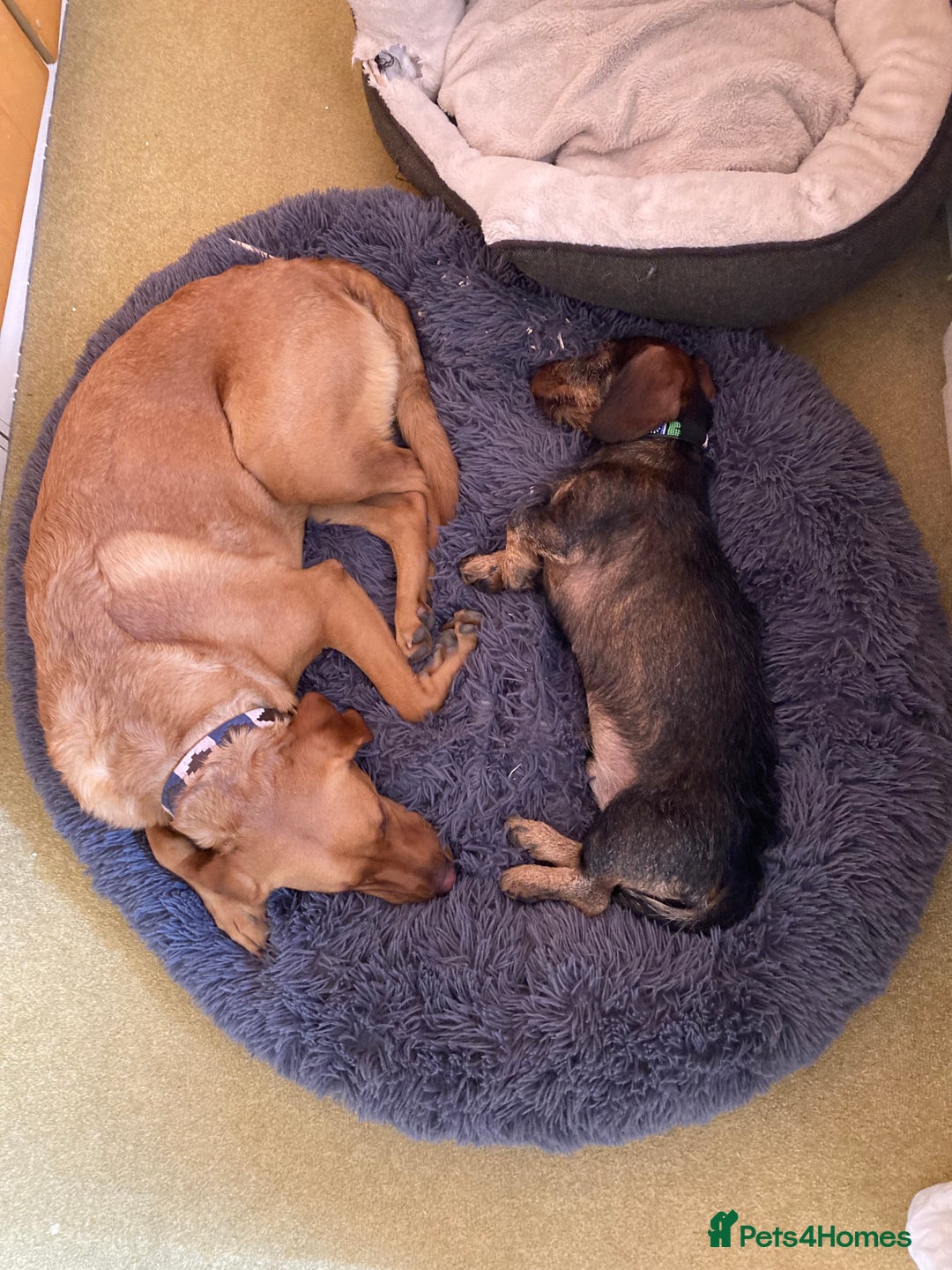 Miniature Dachshund dogs for stud: Looking for wife! Mini Wirehaired Dachshund - Image 13