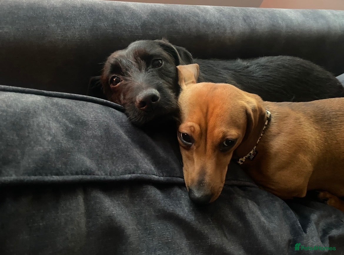 Dachshund dogs Buddy and Minnie (to be rehomed together)  - Advert 1