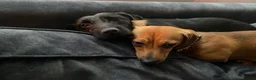 Dachshund dogs for sale: Buddy and Minnie (to be rehomed together)  - Advert 1