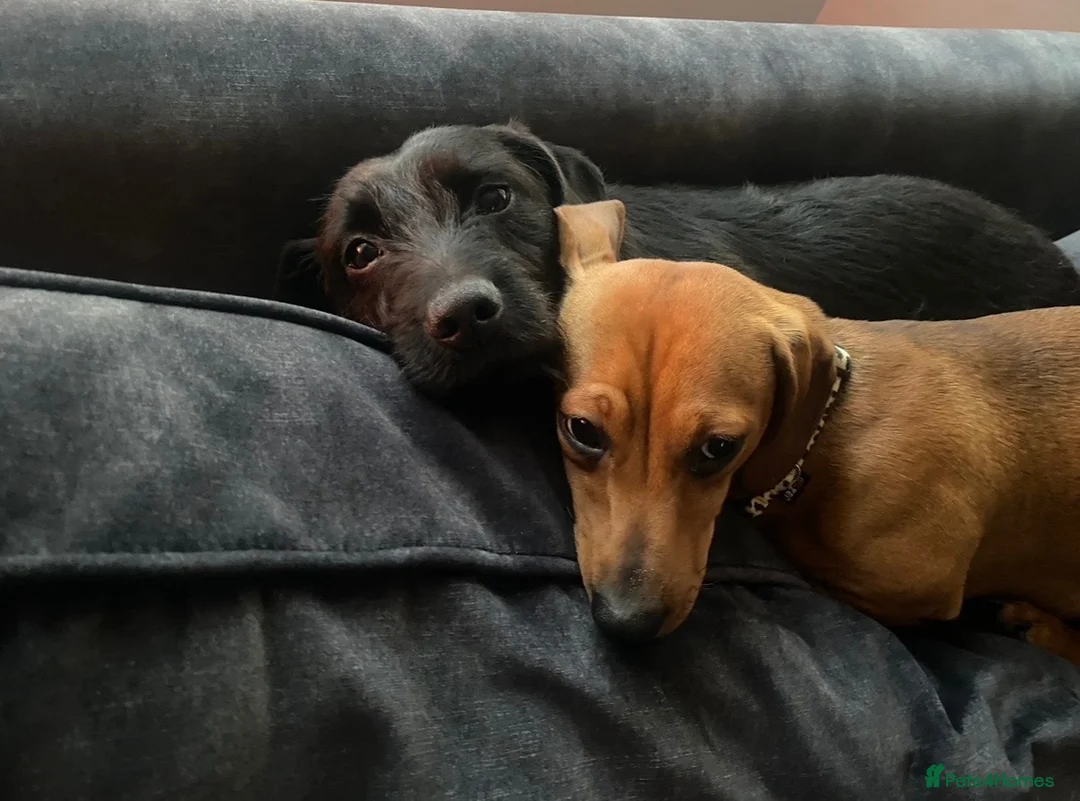 Dachshund dogs for sale: Buddy and Minnie (to be rehomed together)  - Advert 1