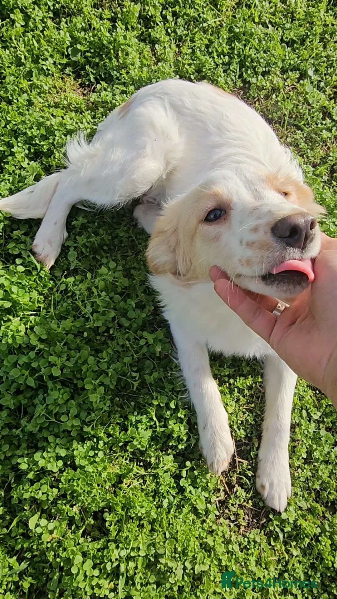 Mixed Breed dogs for adoption: MOLLY - Advert 2