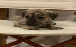 Mixed Breed dogs for sale: Beautifully Bred broken coated Lurcher Puppies - Image 8