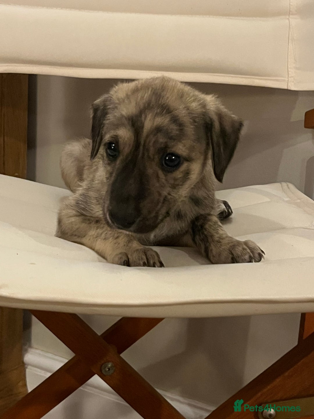 Mixed Breed dogs for sale: Beautifully Bred broken coated Lurcher Puppies - Image 8