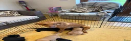 Labrador Retriever dogs for sale: Labrador Puppies  - Advert 2