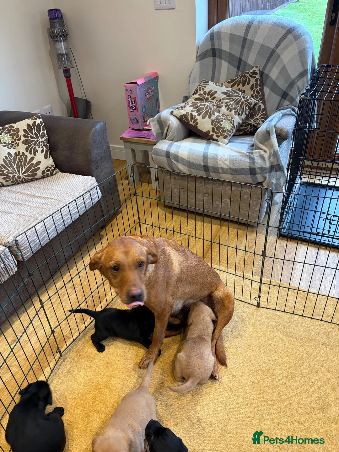 Labrador Retriever dogs for sale: Labrador Puppies  - Advert 2
