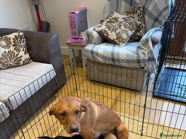 Labrador Retriever dogs for sale: Labrador Puppies - Advert 2
