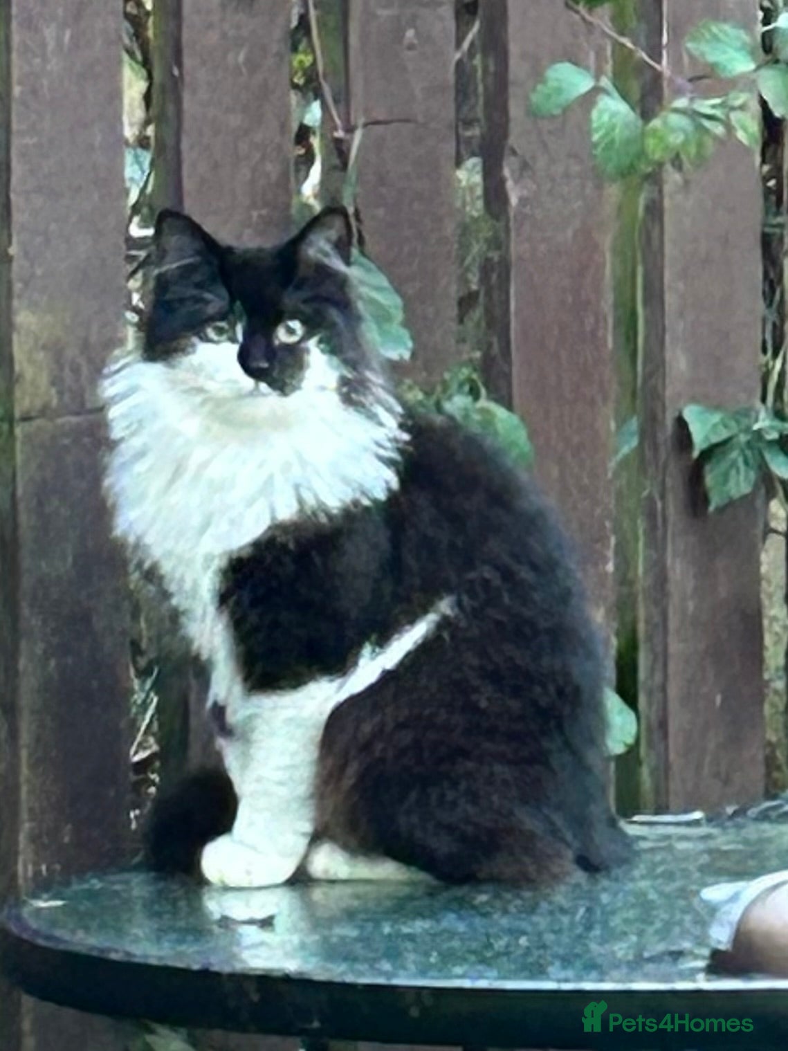 Mixed Breed cats Munchkin and Mickey to be rehoused together  - Advert 1