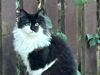 Mixed Breed cats Munchkin and Mickey to be rehoused together - Advert 5