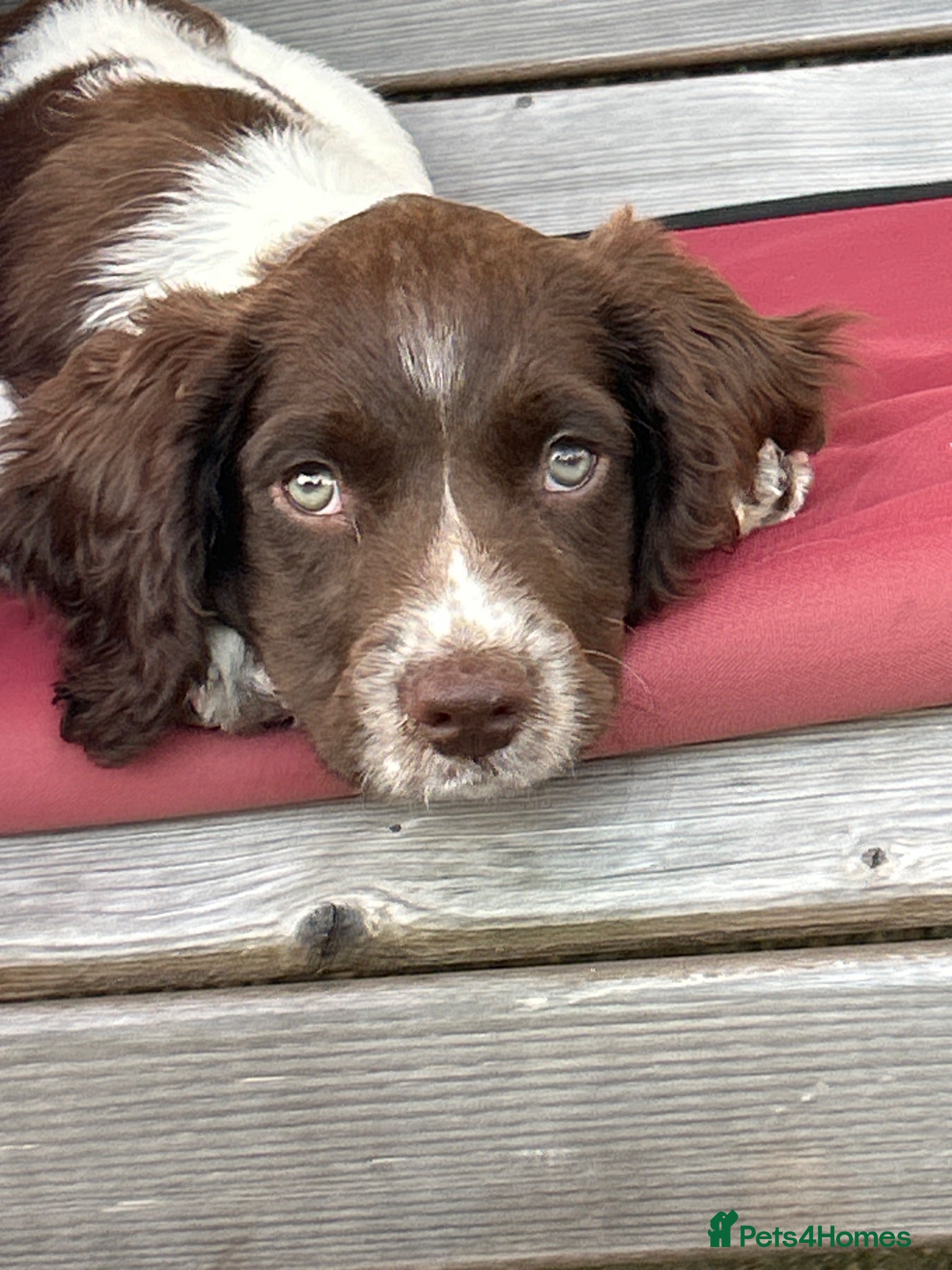 English Springer Spaniel dogs One little girl left due to time wasters - Advert 11
