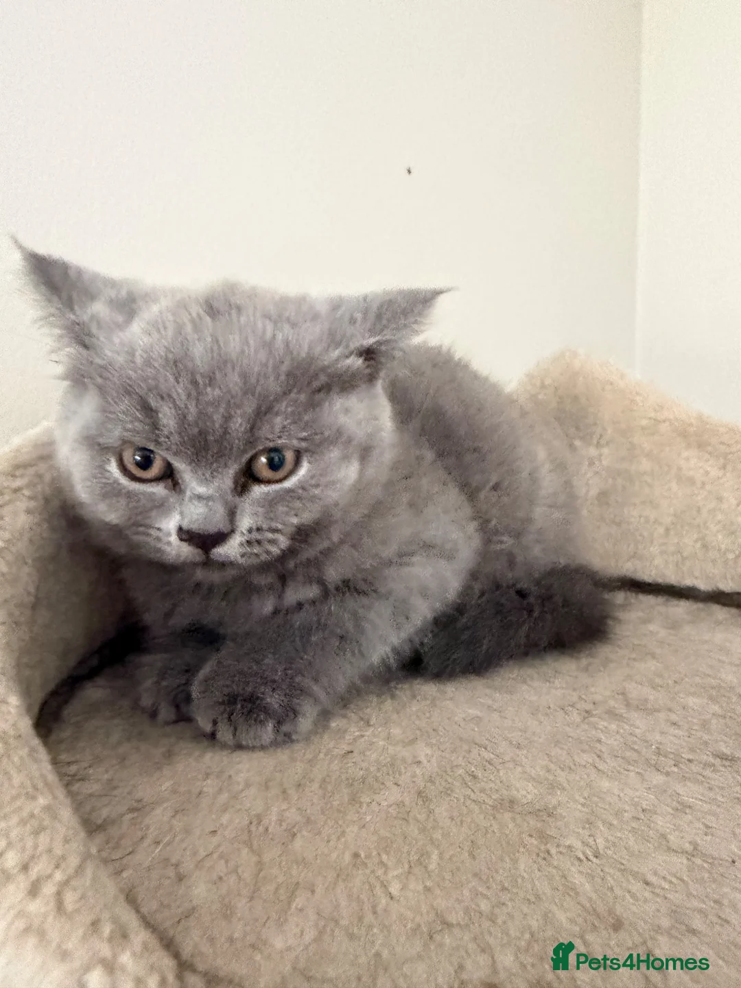 British Shorthair cats for sale:     Beautiful British Shorthair Kittens - Advert 4