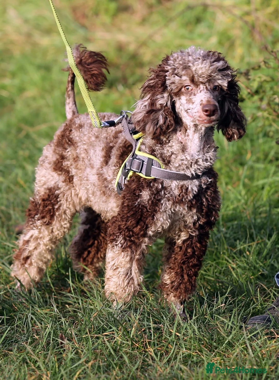 Miniature Poodle dogs for sale: Stunning chocolate Merle fully health tested  - Advert 4
