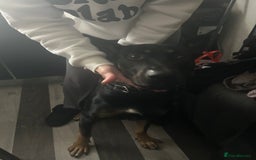 Mixed Breed dogs for sale: Selling my German x Dutch shepherd  - Image 1