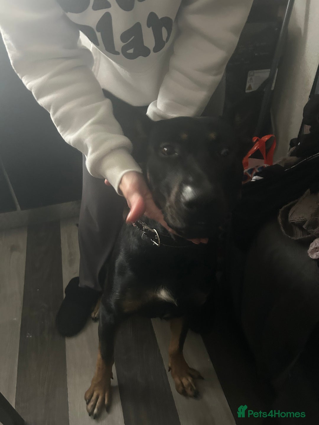 Mixed Breed dogs for sale: Selling my German x Dutch shepherd  - Image 1