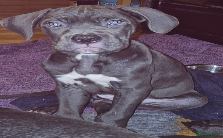 Cane Corso dogs Cute Baby Boy Cane Corso Pup - Advert 2