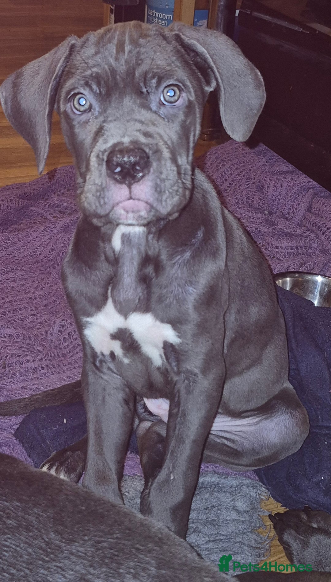 Cane Corso dogs for sale: Cute Baby Boy Cane Corso Pup - Advert 1