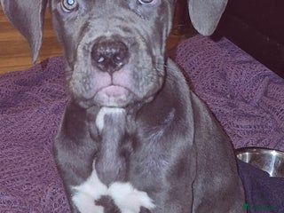 Cane Corso dogs Cute Baby Boy Cane Corso Pup - Advert 1