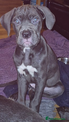 Cane Corso dogs Cute Baby Boy Cane Corso Pup - Advert 1