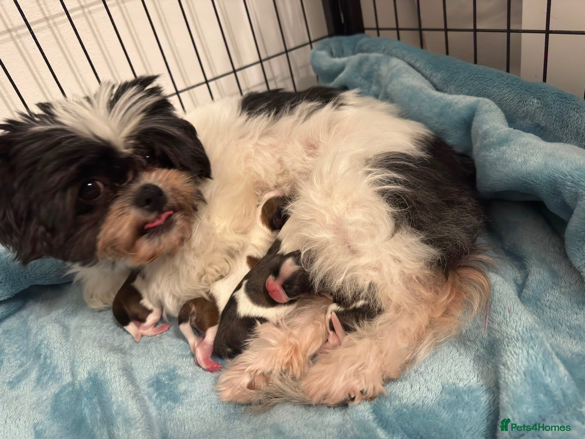 Shih Tzu dogs 🐾 Beautiful Pure Shih Tzu Puppies Ready Soon 🐾 - Advert 1
