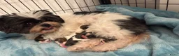 Shih Tzu dogs for sale: 🐾 Beautiful Pure Shih Tzu Puppies Ready Soon 🐾 - Advert 1