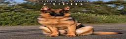 German Shepherd dogs for sale: EXCEPTIONAL KC REG GERMAN SHEPHERD PUPPIES - Advert 10