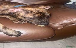 Staffordshire Bull Terrier dogs for sale: Loki - Brindle Staffie - Image 4