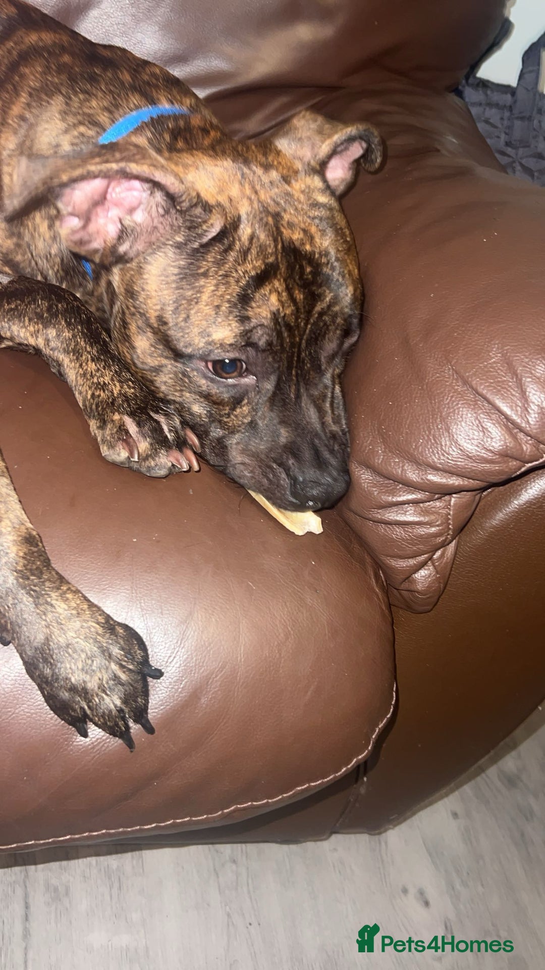 Staffordshire Bull Terrier dogs for sale: Loki - Brindle Staffie - Image 4
