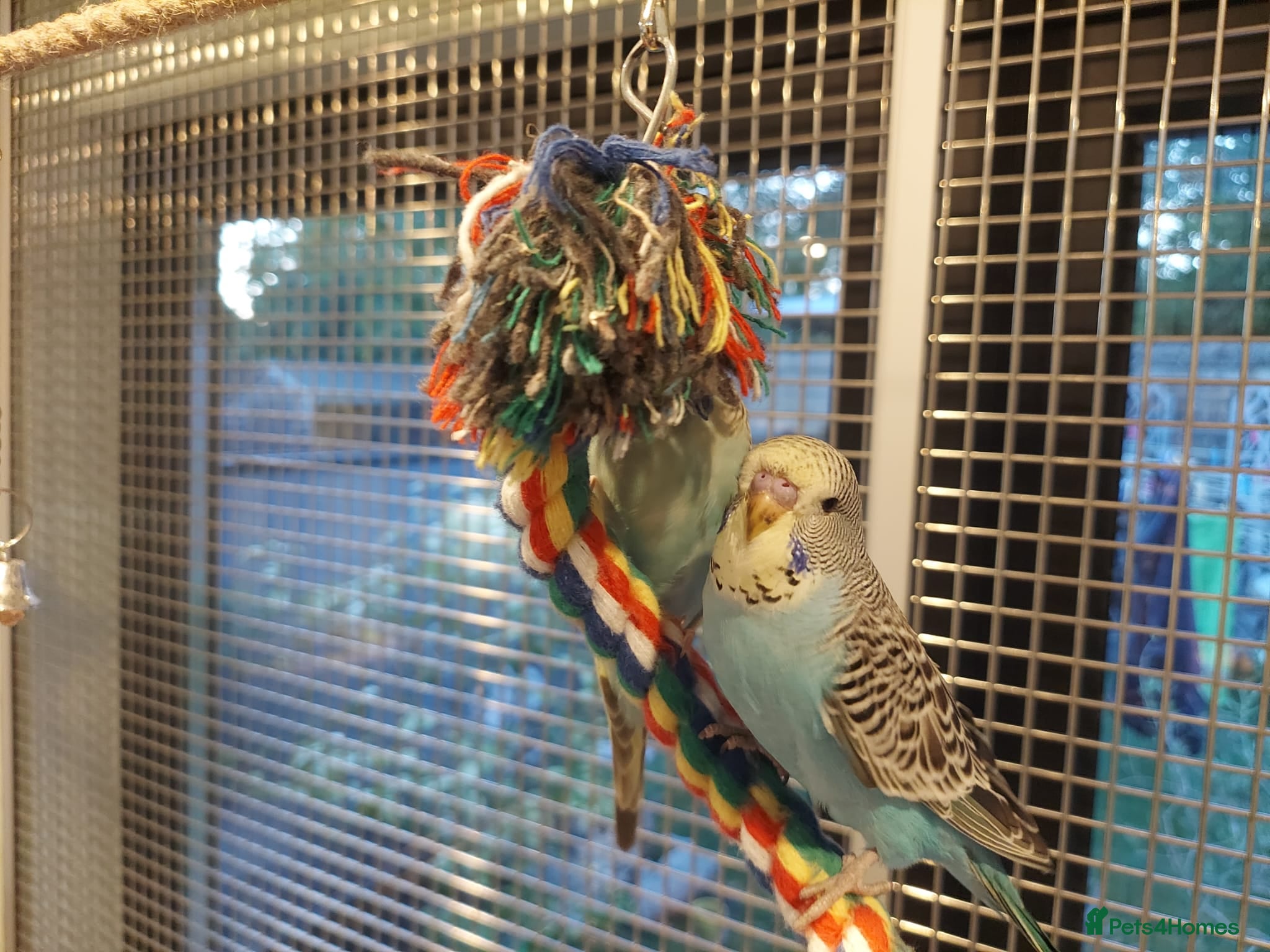 Budgerigars birds Hand tamed Budgies - Advert 2