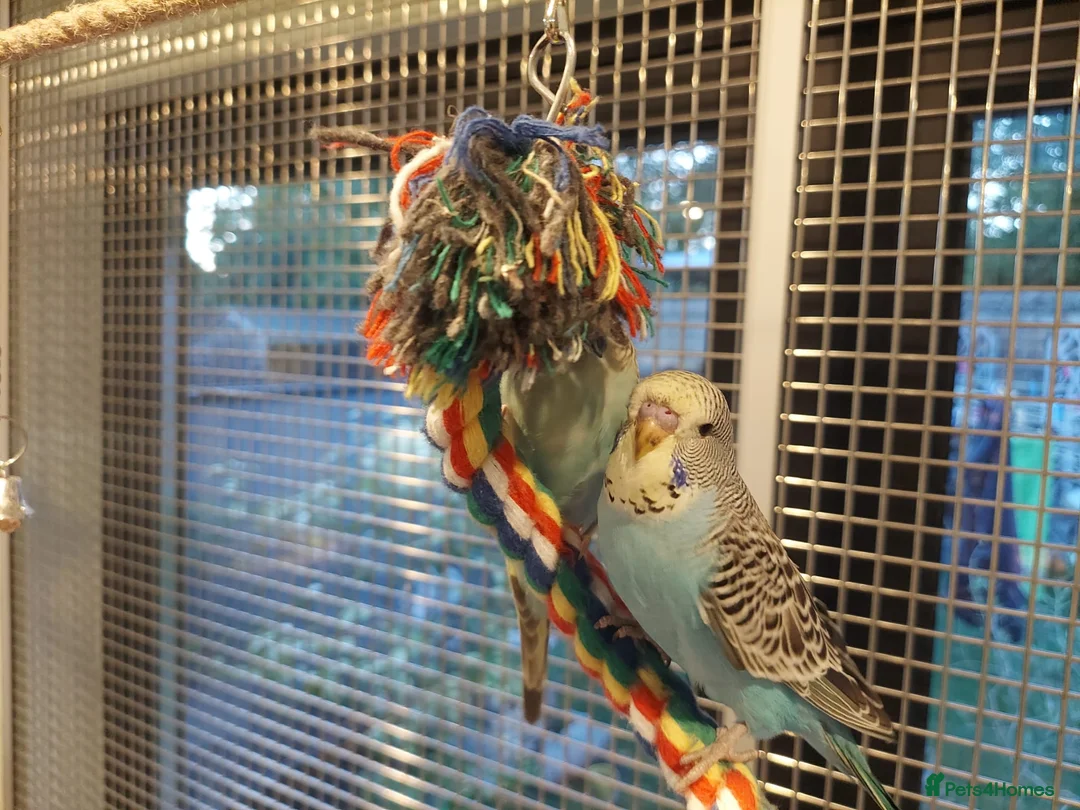 Budgerigars birds for sale: Hand tamed Budgies - Advert 2