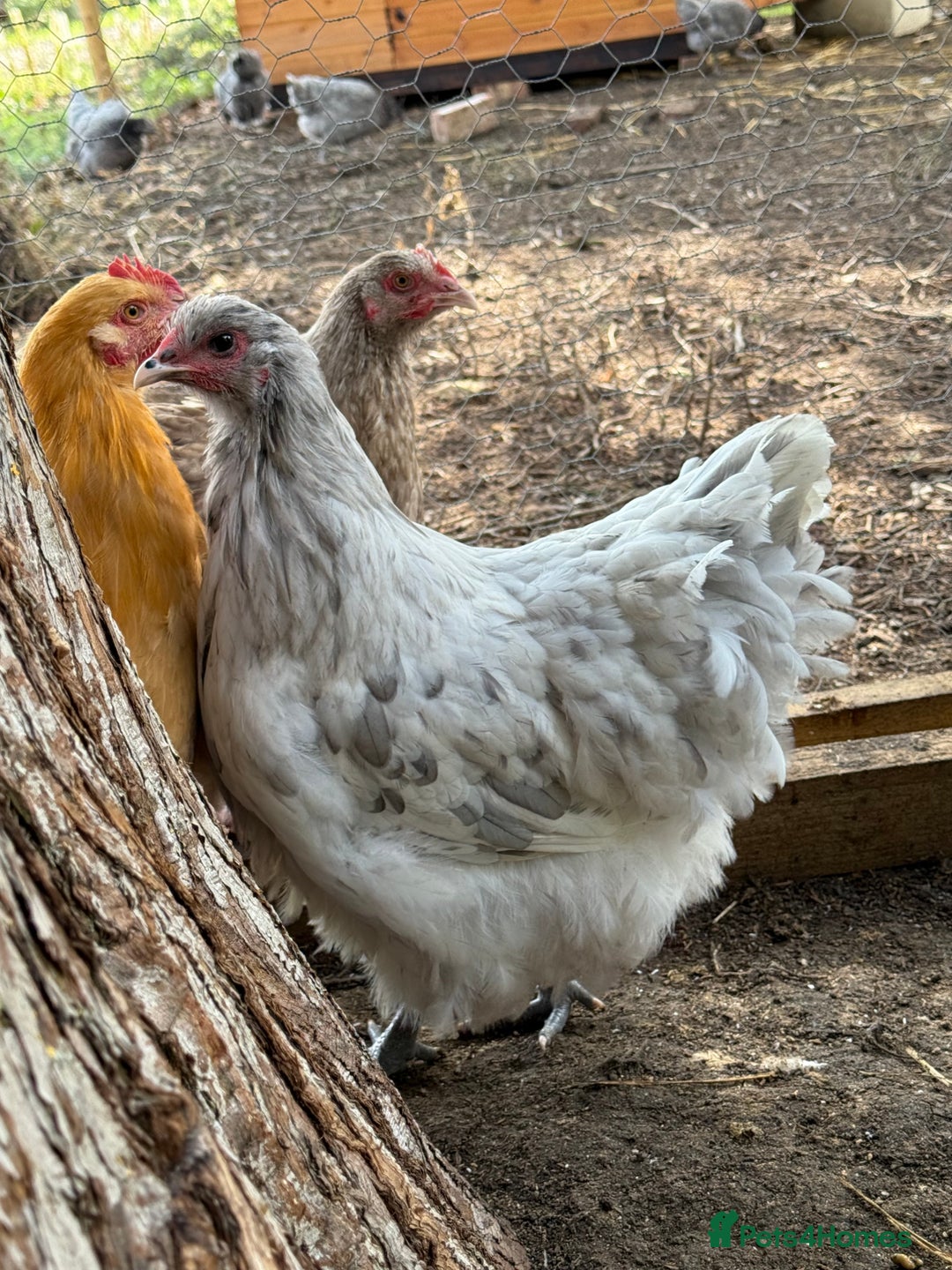 Chickens poultry for sale: 🐣 Beautiful Orpington Chicks & Cockerels for Sale - Image 15